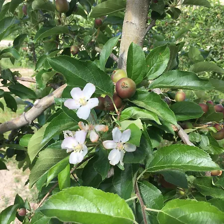 Quinta Bemboa Turismo Espaco Rural 펜션 *