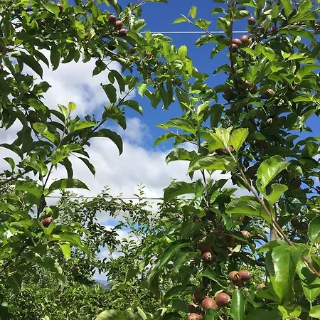 Quinta Bemboa Turismo Espaco Rural 펜션 *