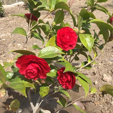 Quinta Bemboa Turismo Espaco Rural *