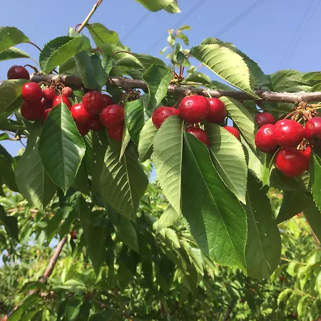 Quinta Bemboa Turismo Espaco Rural Aricera
