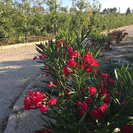 Quinta Bemboa Turismo Espaco Rural *