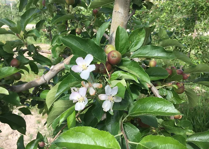 Quinta Bemboa Turismo Espaco Rural Nyaraló *