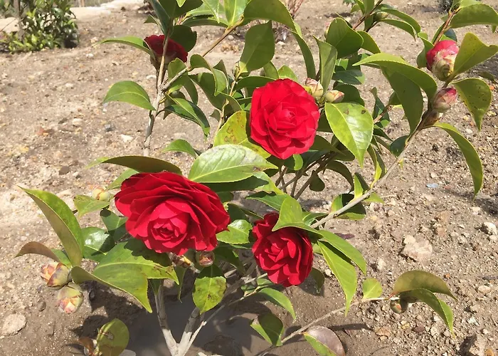 Quinta Bemboa Turismo Espaco Rural *