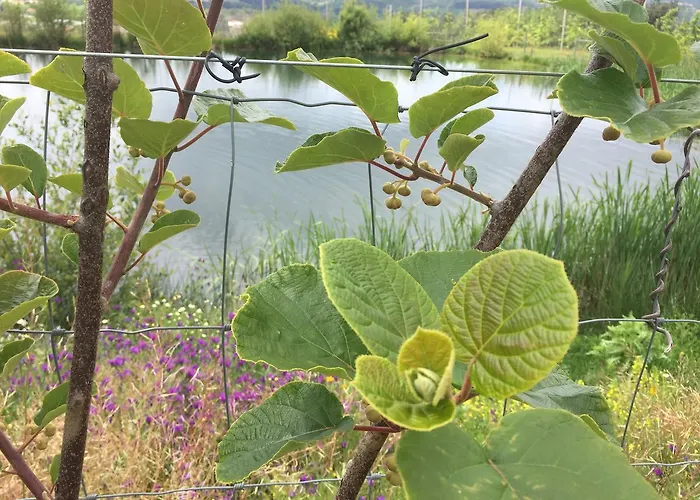 Quinta Bemboa Turismo Espaco Rural * Aricera