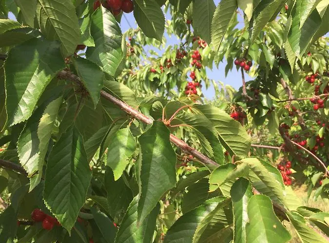 Quinta Bemboa Turismo Espaco Rural *