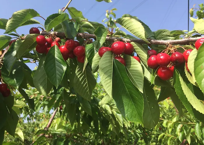 Quinta Bemboa Turismo Espaco Rural Aricera