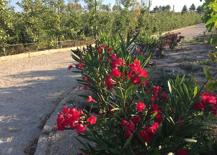 Quinta Bemboa Turismo Espaco Rural *